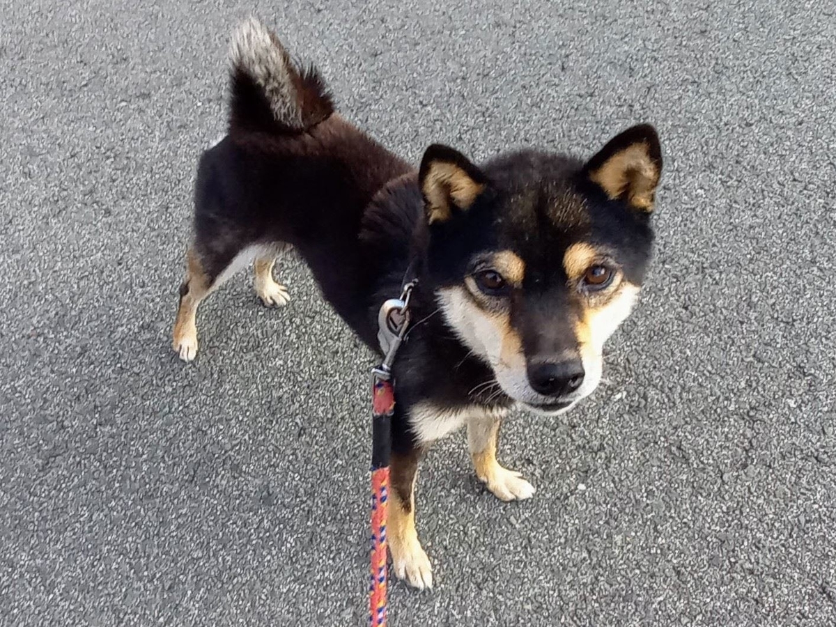 f:id:mishacarrot:20211111172129j:plain