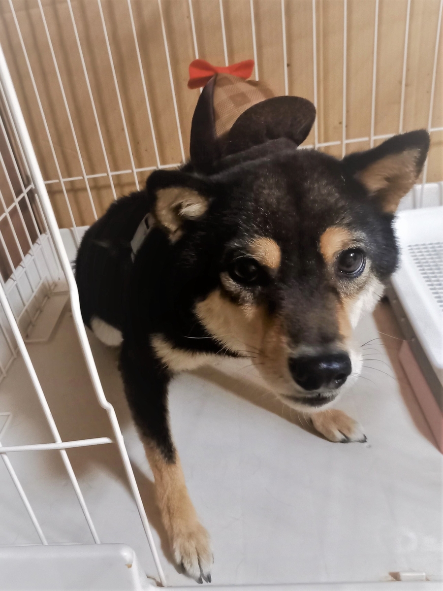 f:id:mishacarrot:20211111174845j:plain