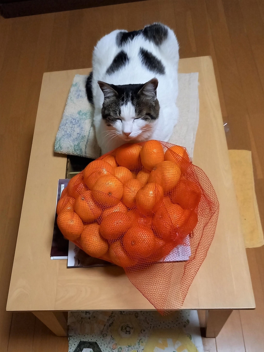 f:id:mishacarrot:20211115181100j:plain