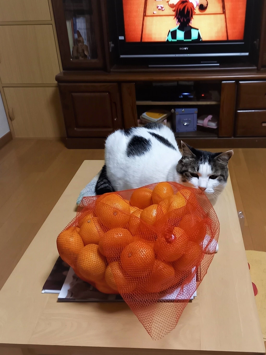 f:id:mishacarrot:20211115184750j:plain