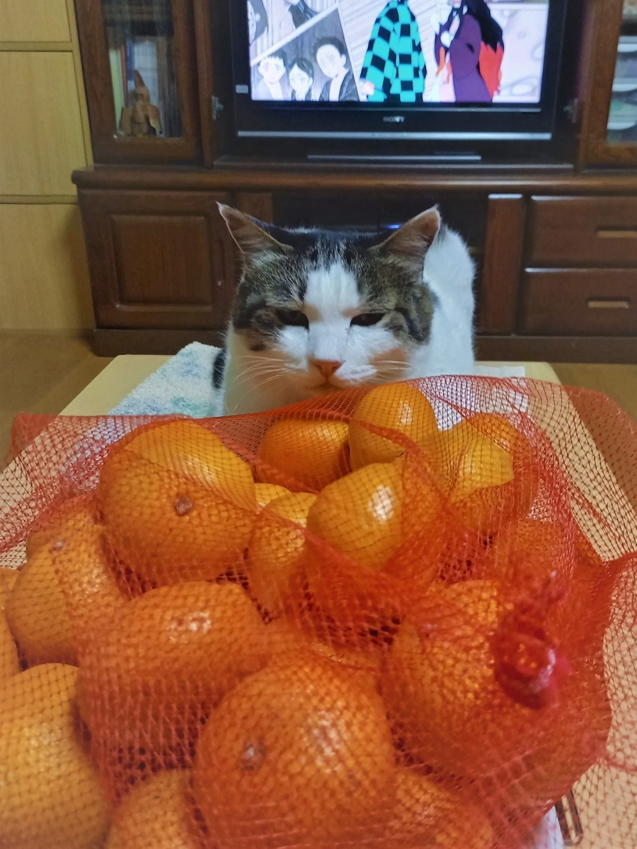 f:id:mishacarrot:20211115184823j:plain