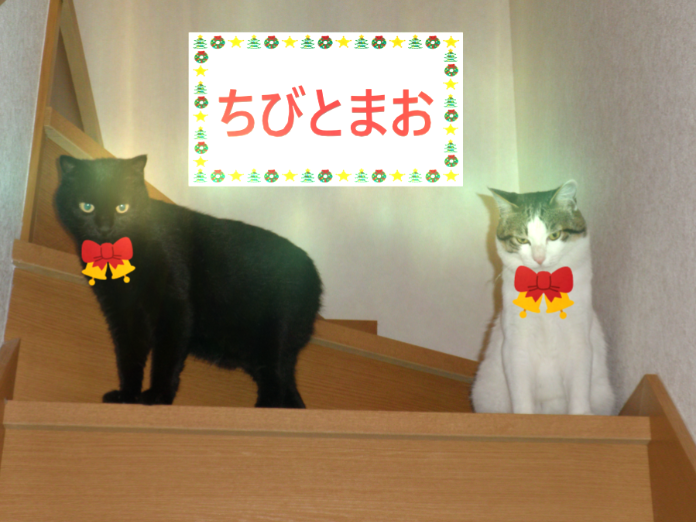 f:id:mishacarrot:20211125182320p:plain