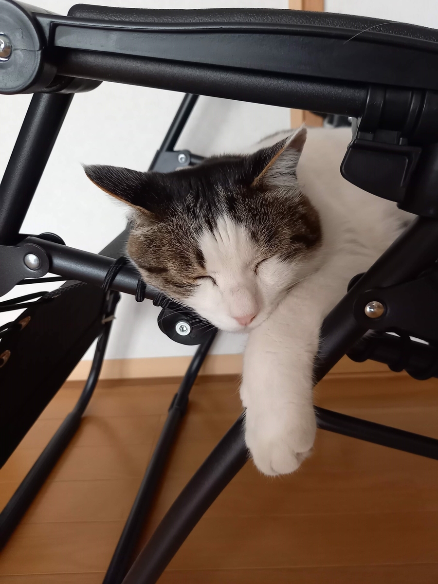 f:id:mishacarrot:20211209181555j:plain