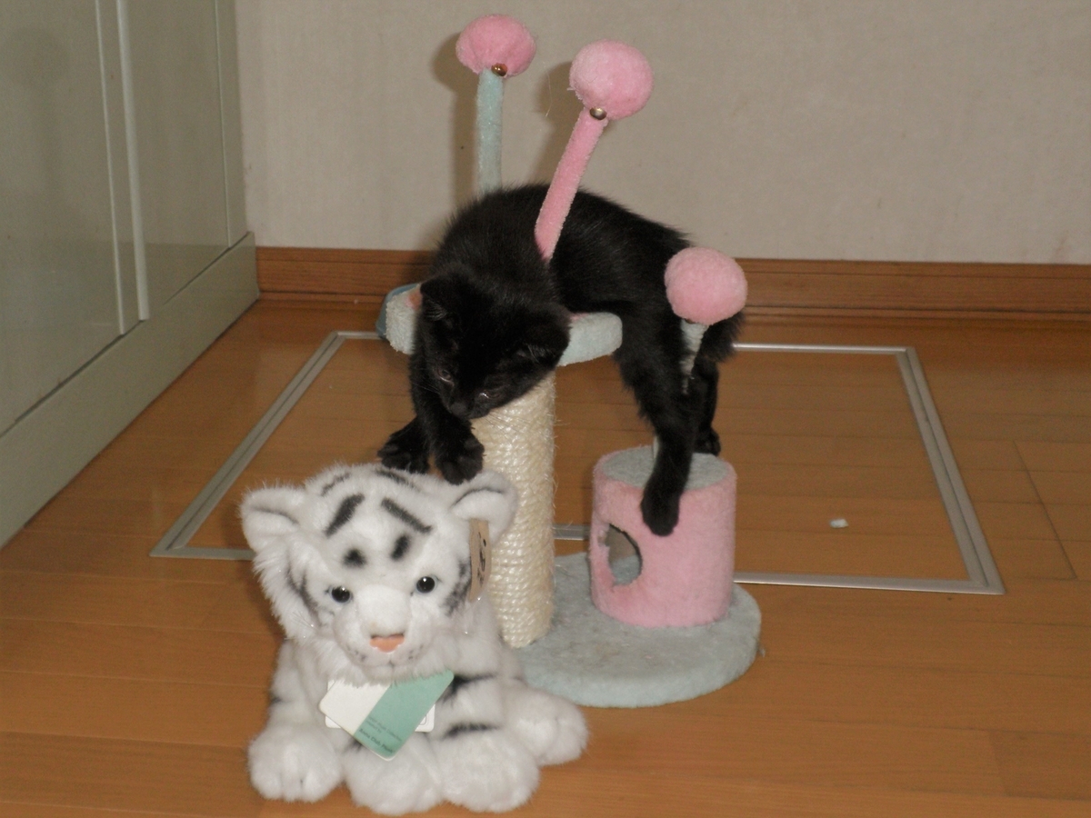 f:id:mishacarrot:20211213184656j:plain