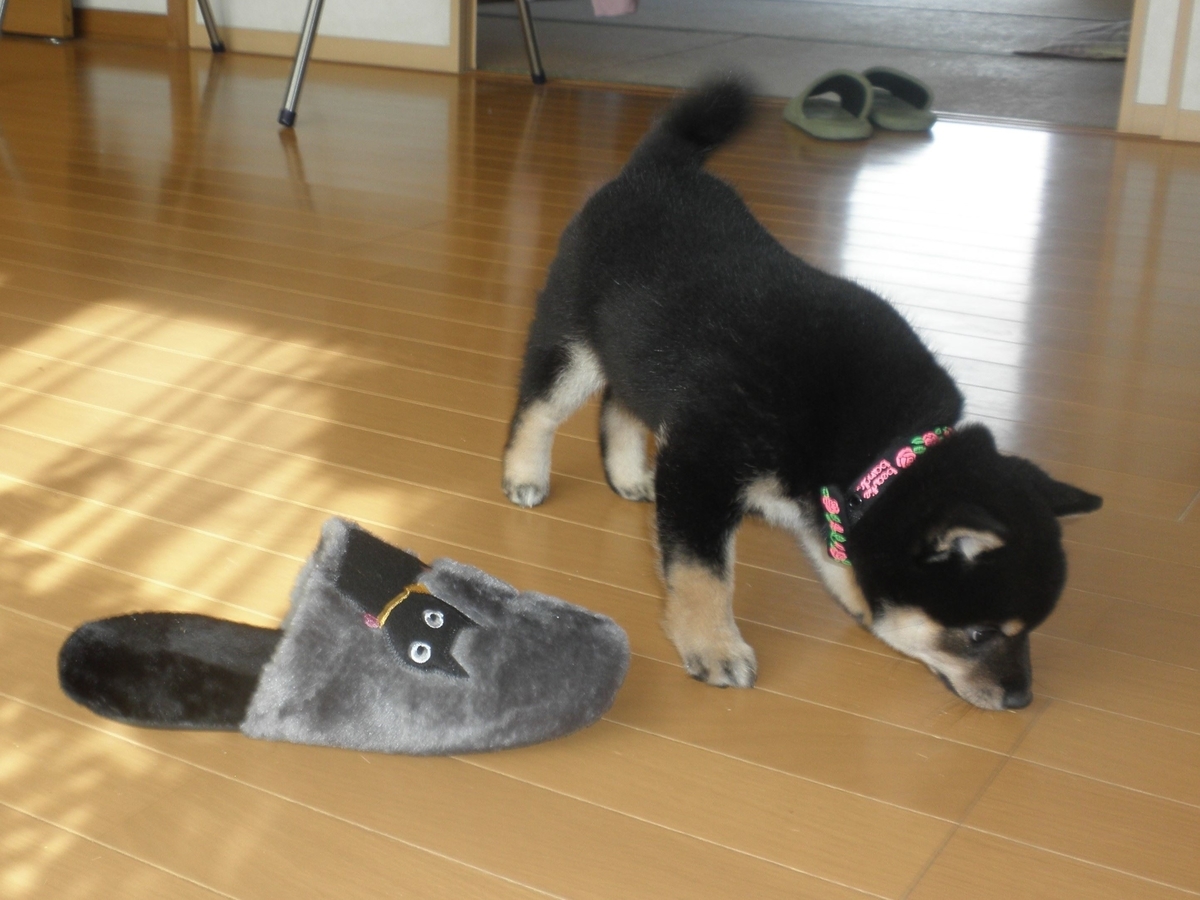 f:id:mishacarrot:20211218194136j:plain