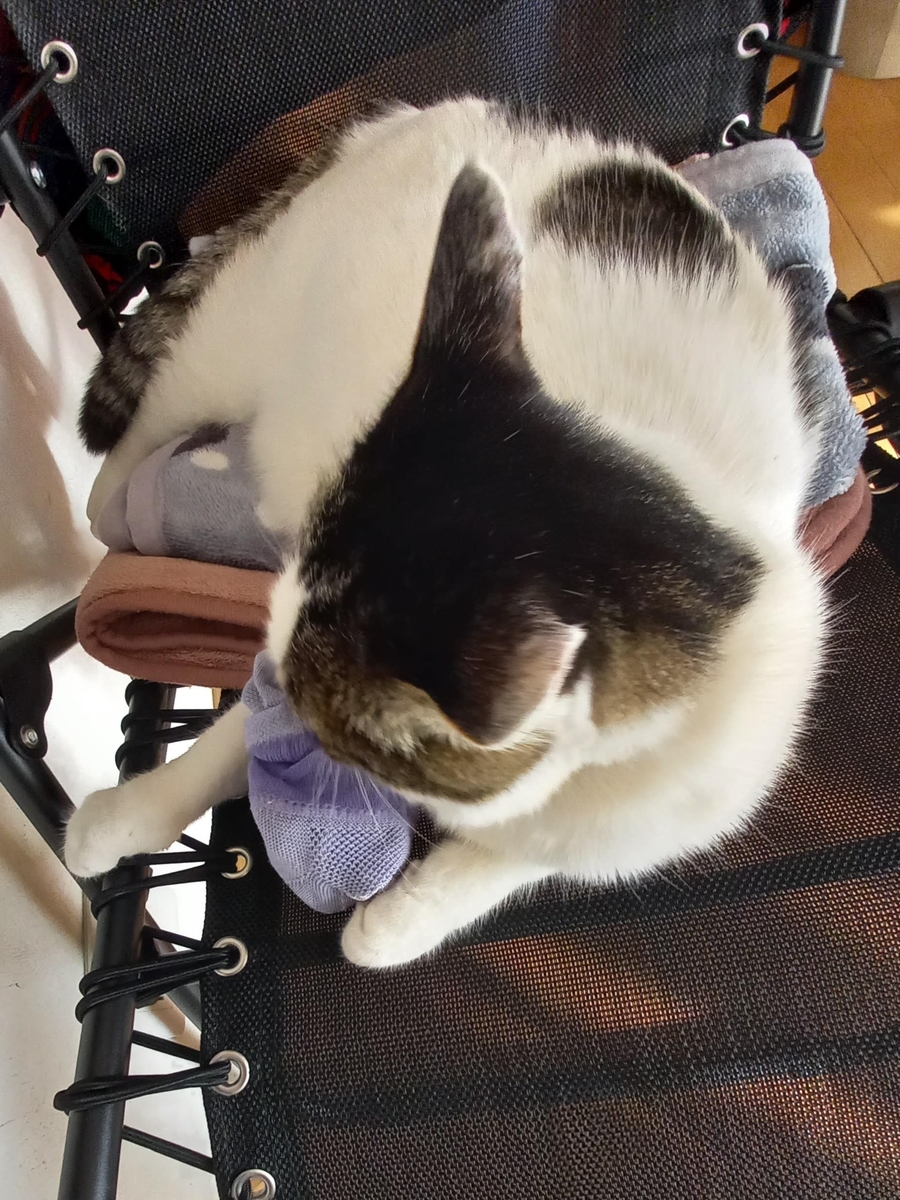 f:id:mishacarrot:20211229193238j:plain