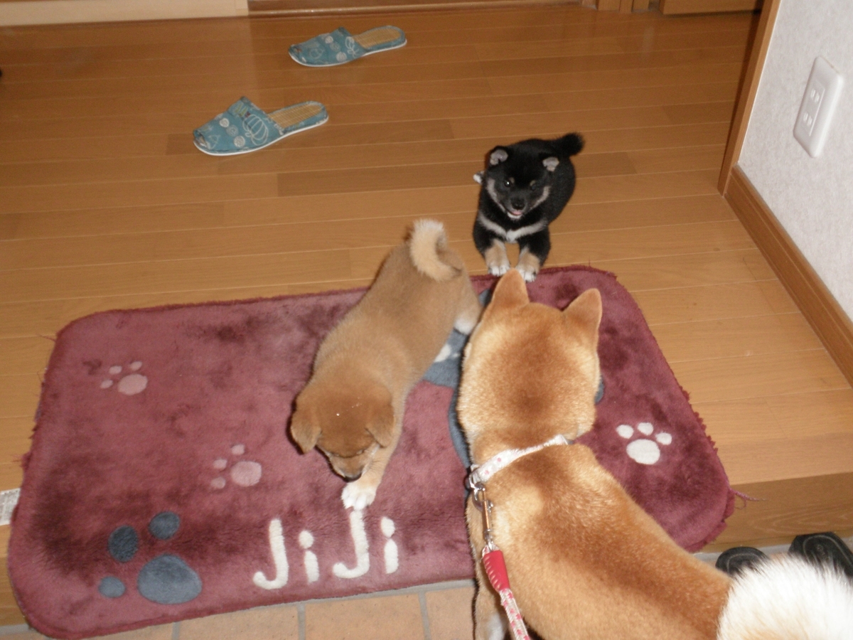 f:id:mishacarrot:20220120175404j:plain
