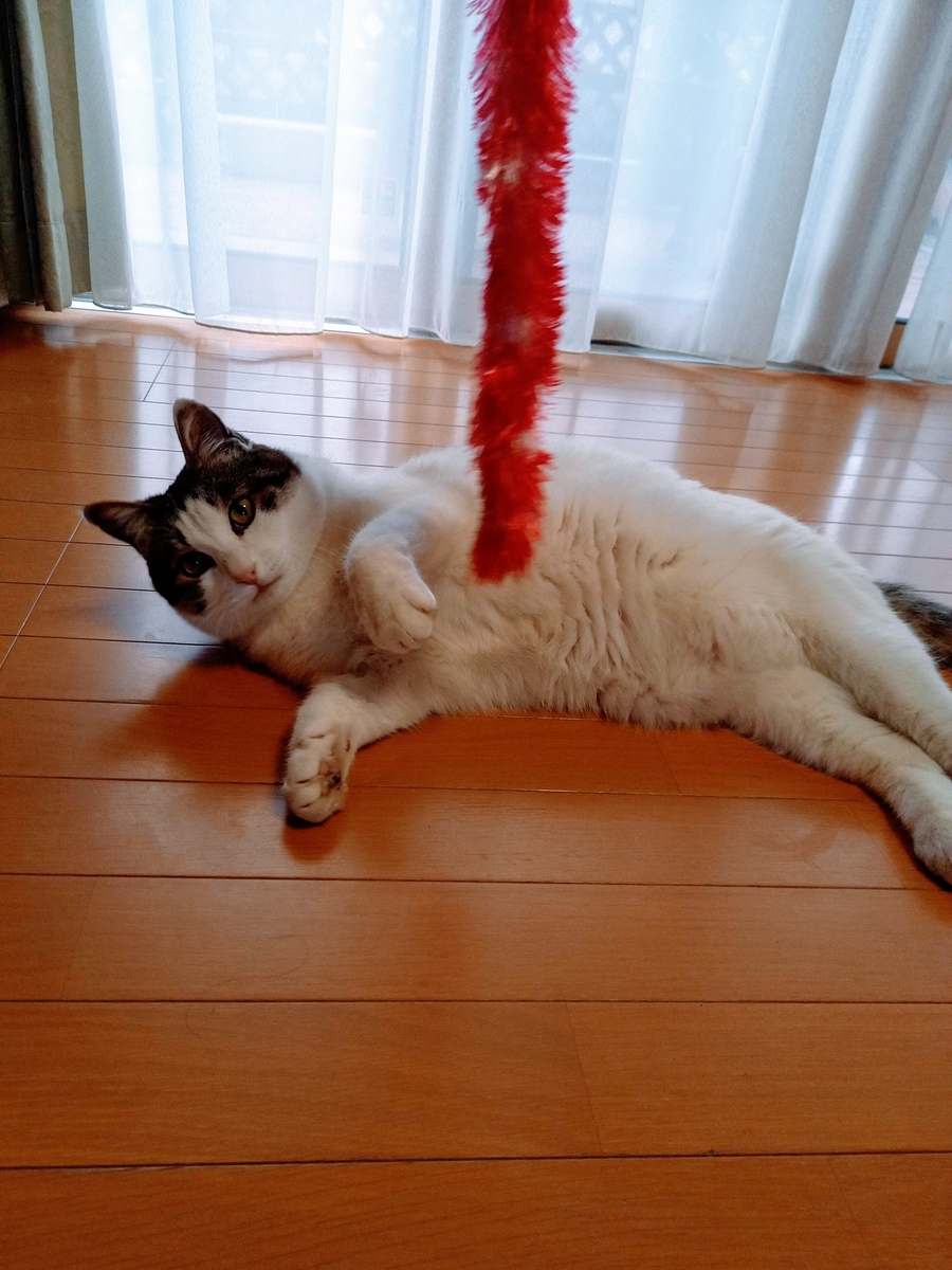 f:id:mishacarrot:20220130200931j:plain