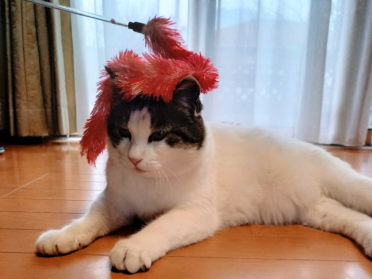 f:id:mishacarrot:20220130201013j:plain