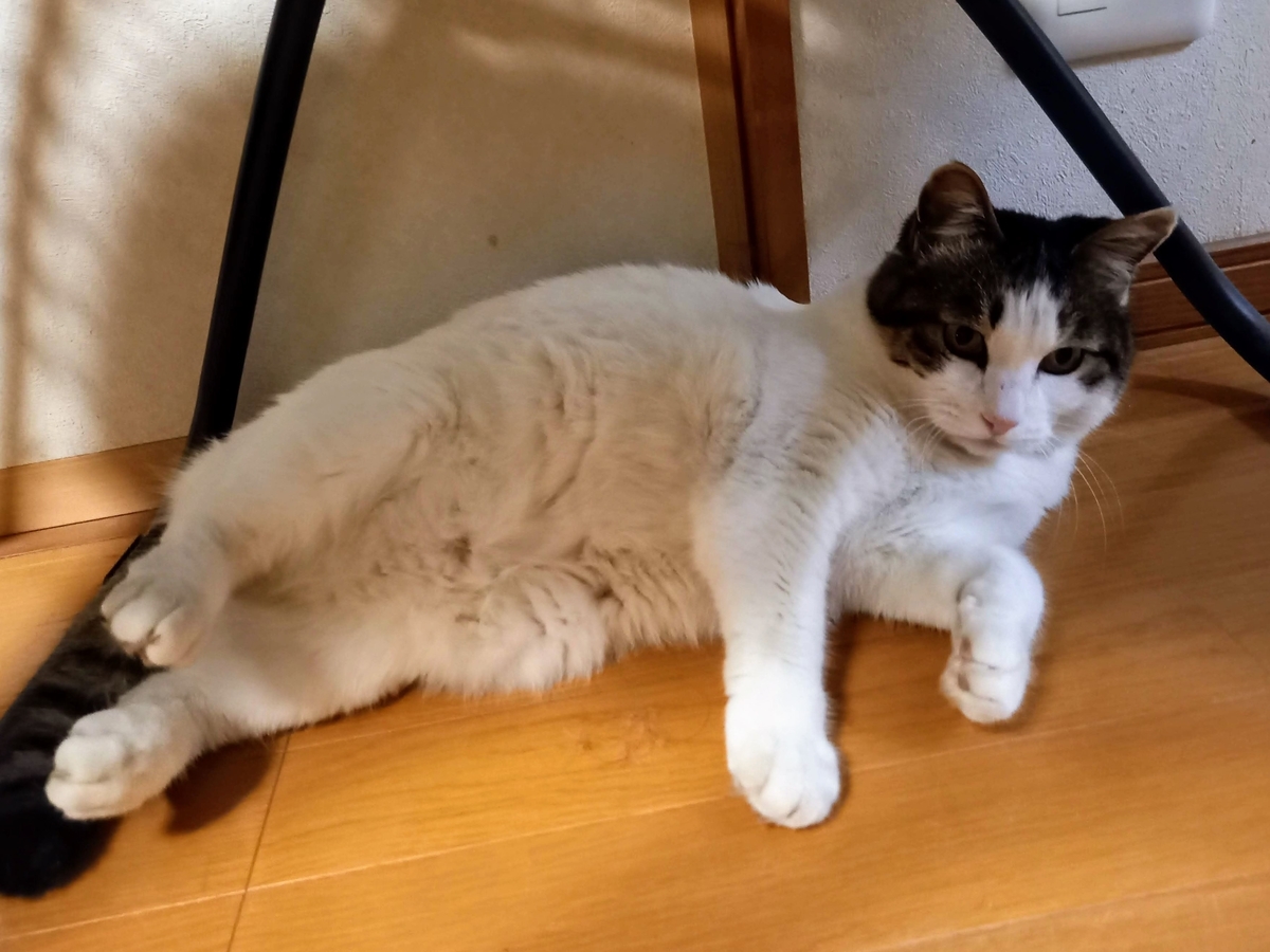 f:id:mishacarrot:20220219192004j:plain