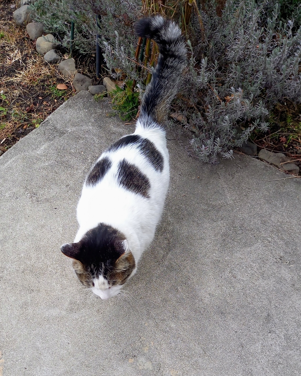 f:id:mishacarrot:20220221174808j:plain