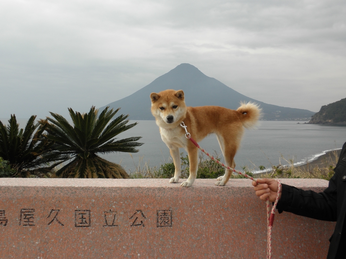 f:id:mishacarrot:20220301191345j:plain