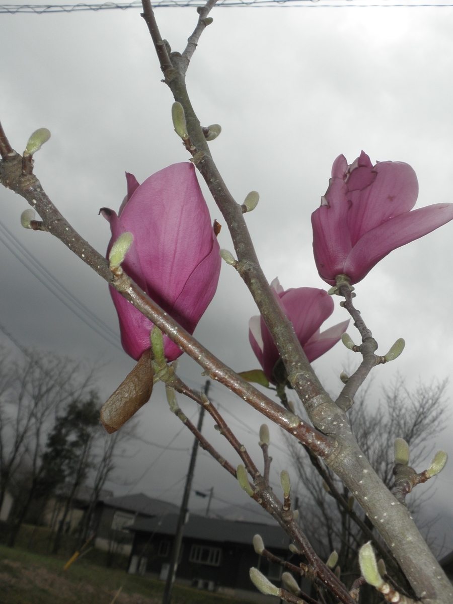 f:id:mishacarrot:20220331170711j:plain