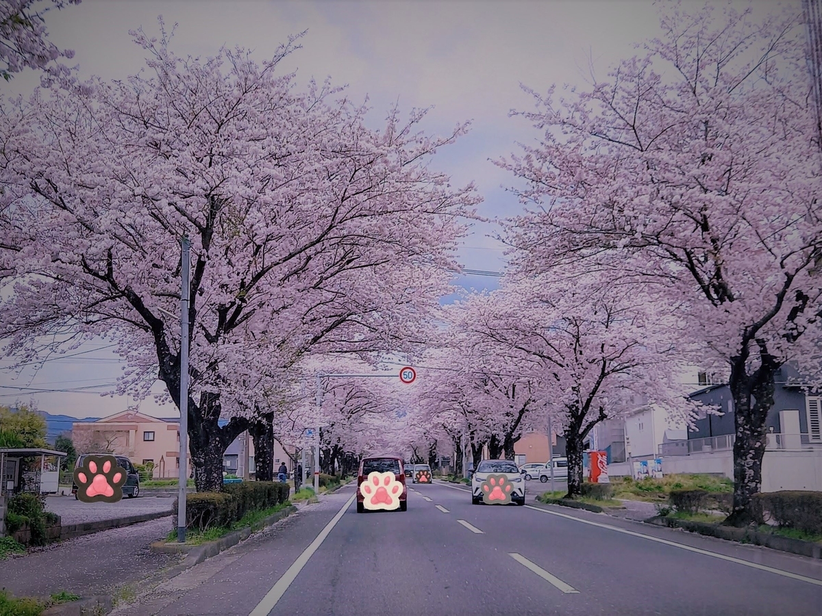 f:id:mishacarrot:20220331202127j:plain