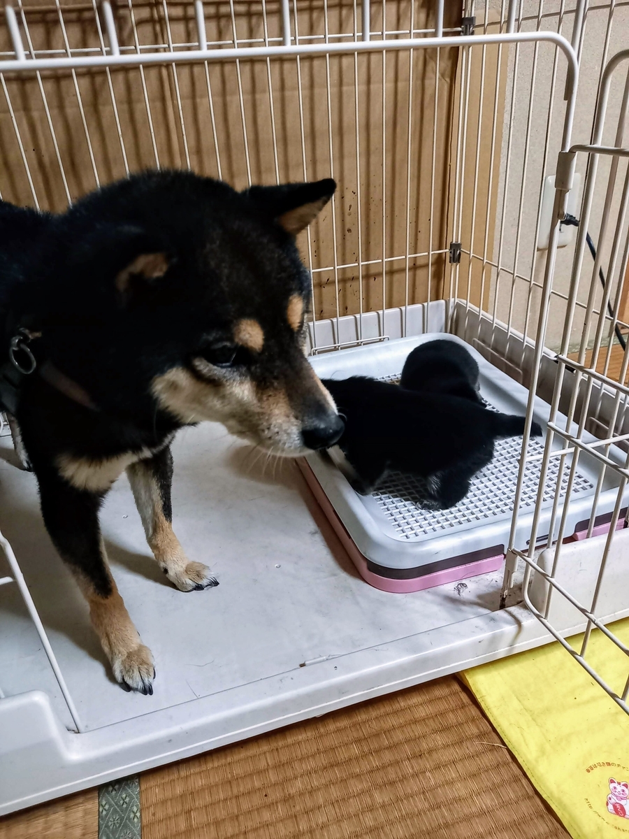 f:id:mishacarrot:20220402191450j:plain