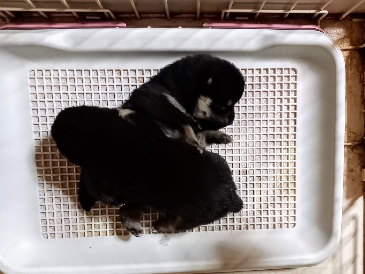 f:id:mishacarrot:20220402192214j:plain