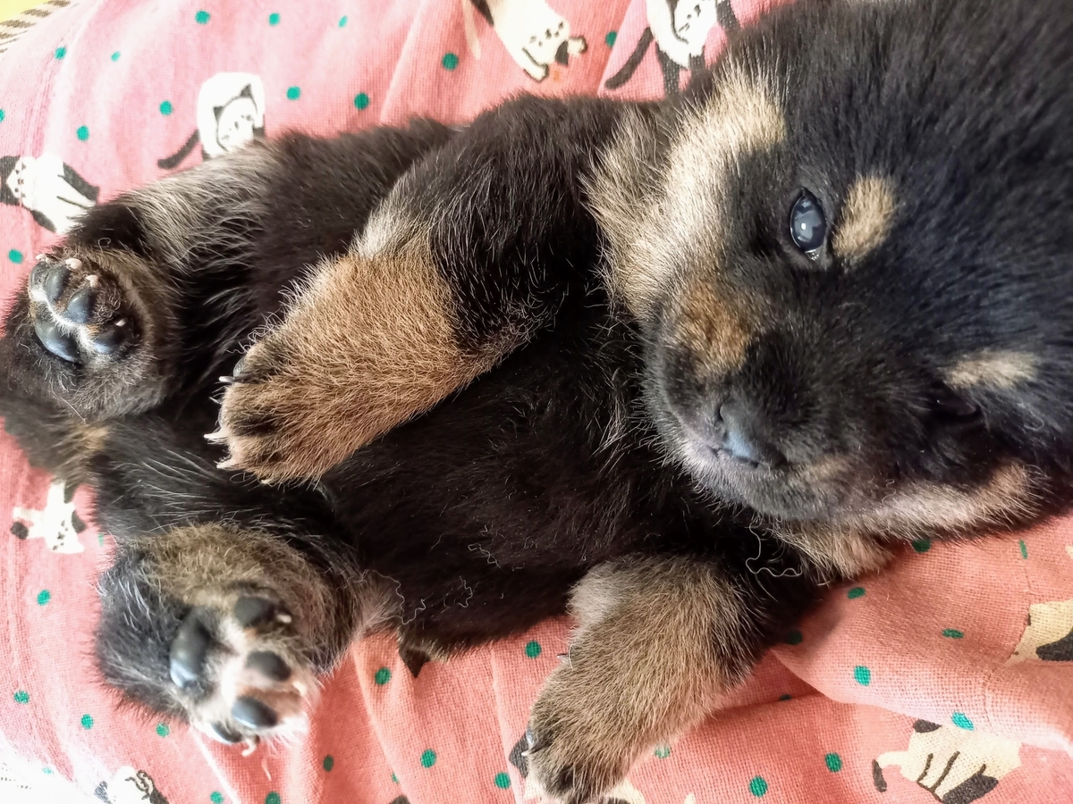 f:id:mishacarrot:20220402192504j:plain