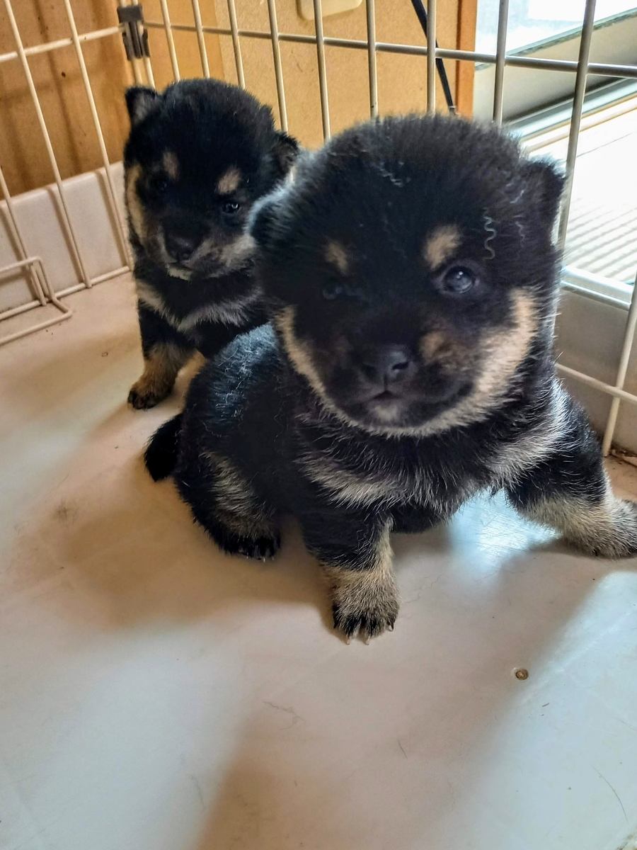 f:id:mishacarrot:20220402194607j:plain