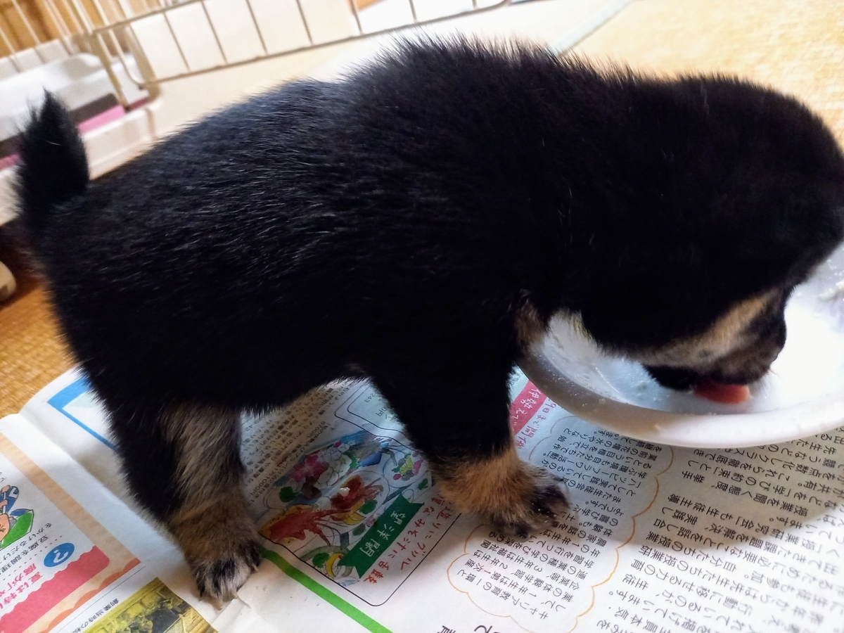 f:id:mishacarrot:20220402194731j:plain