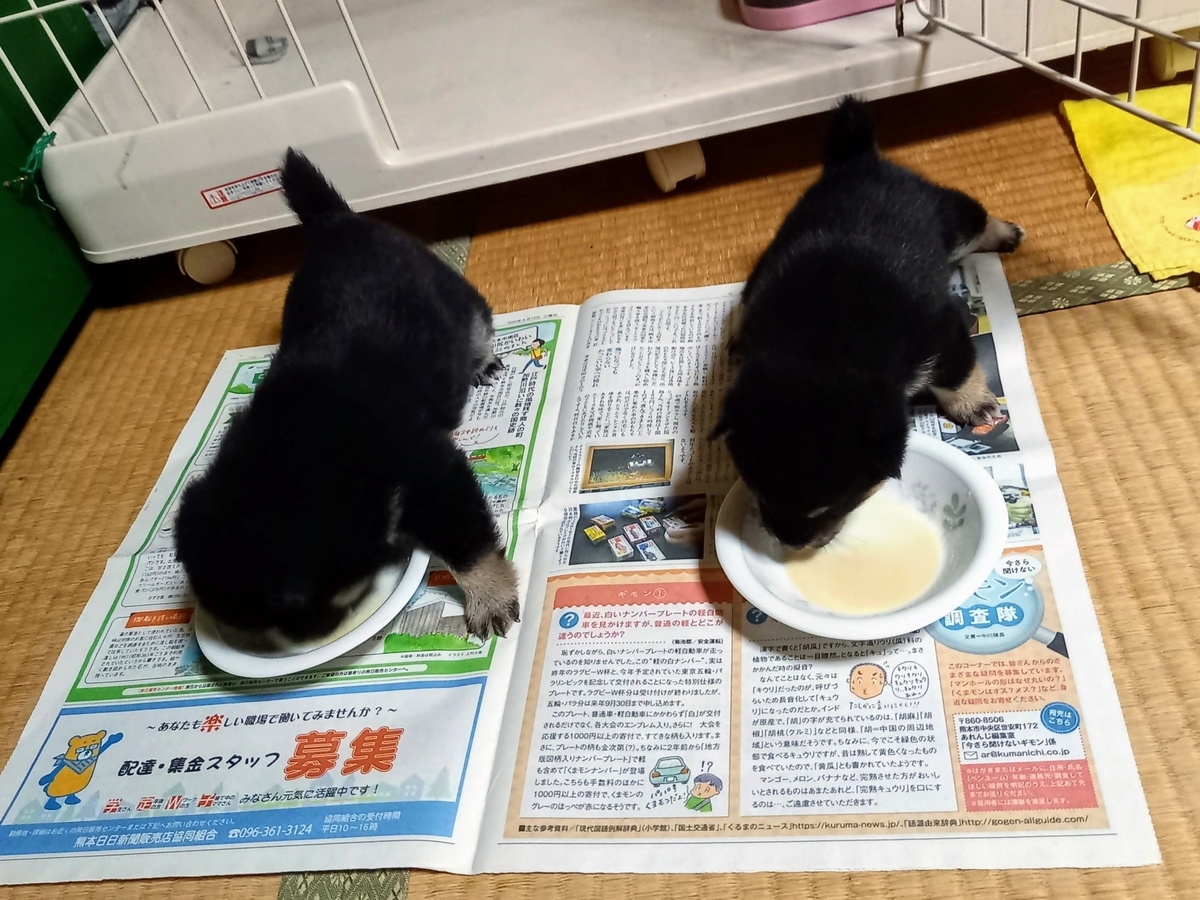 f:id:mishacarrot:20220402194828j:plain