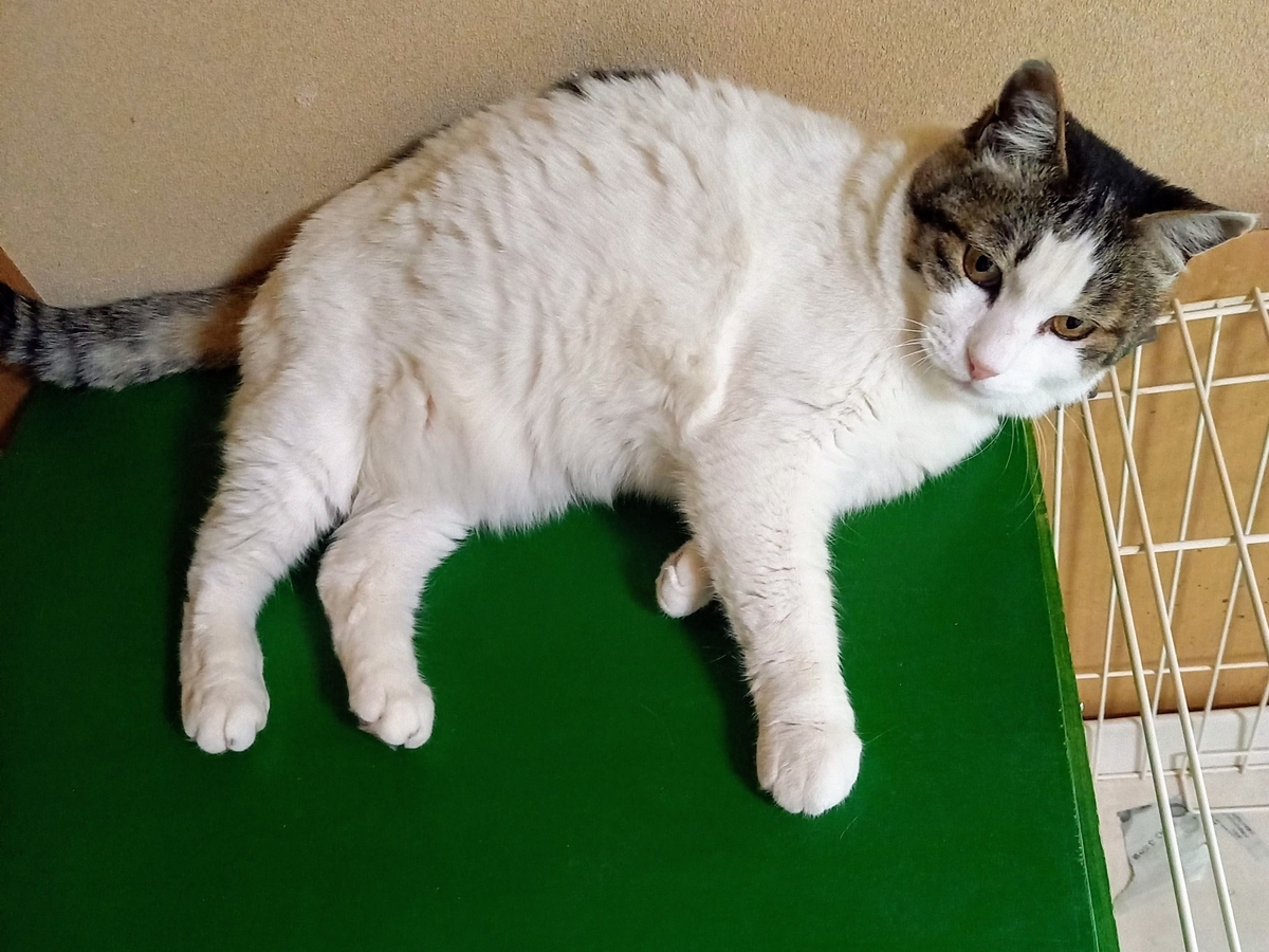 f:id:mishacarrot:20220407203630j:plain