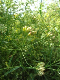f:id:mishima-ennou1:20111003134908j:image