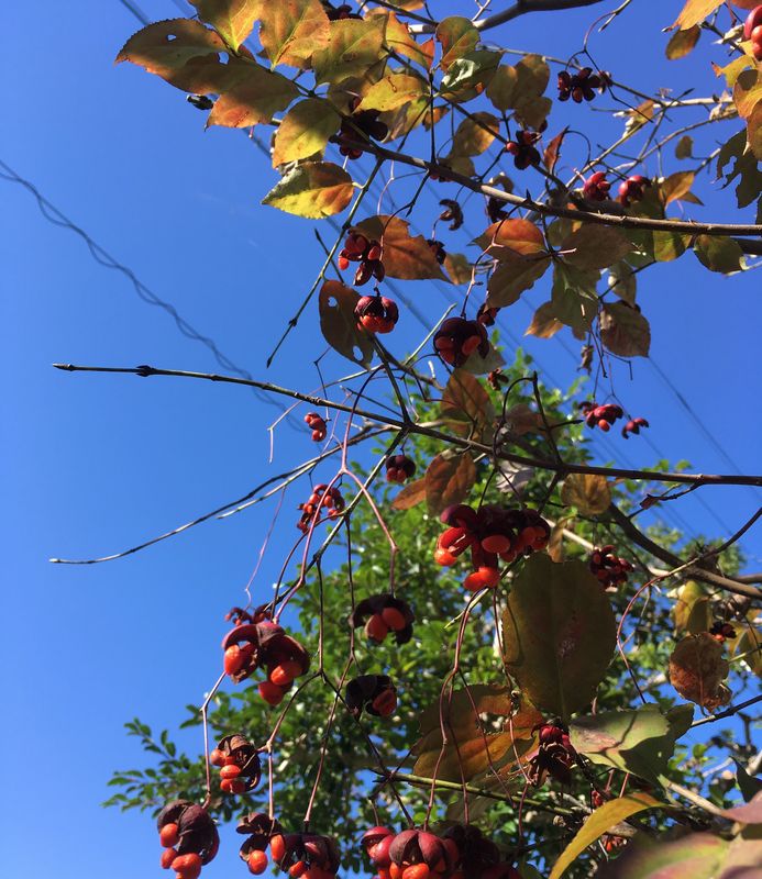 f:id:mishimasaiko:20171103234615j:plain f:id:mishimasaiko:20171103234615j:plain