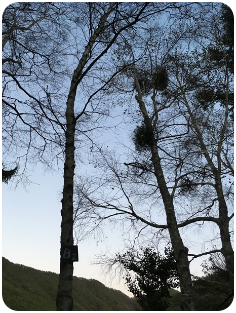 f:id:mishimasaiko:20191113151533j:plain f:id:mishimasaiko:20191113151533j:plain