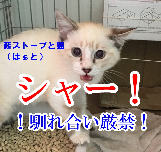 f:id:mishimasaiko:20200819125113j:plain f:id:mishimasaiko:20200819125113j:plain