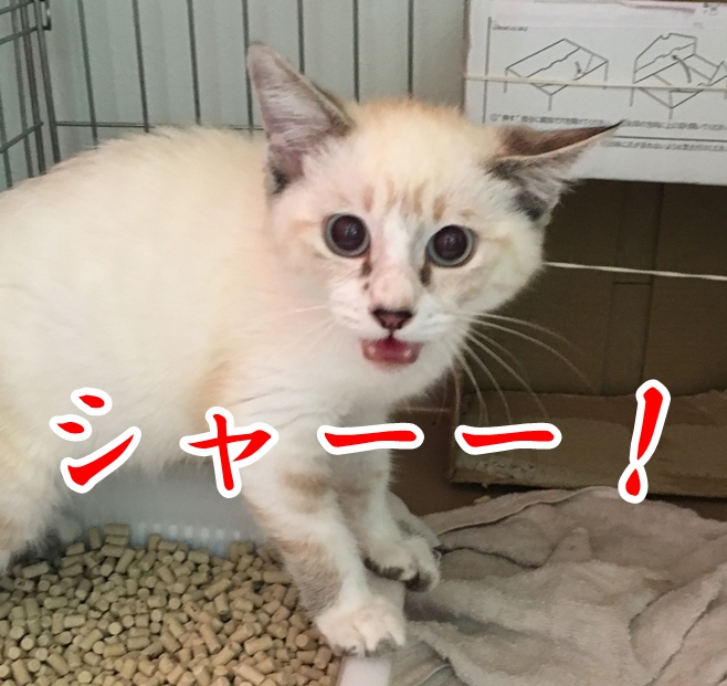 f:id:mishimasaiko:20200819125517j:plain f:id:mishimasaiko:20200819125517j:plain