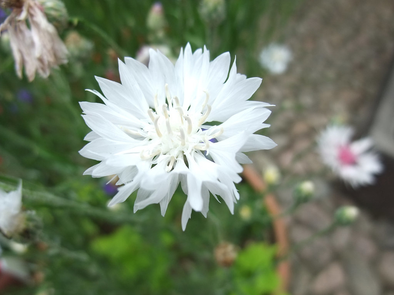 イメージ 5