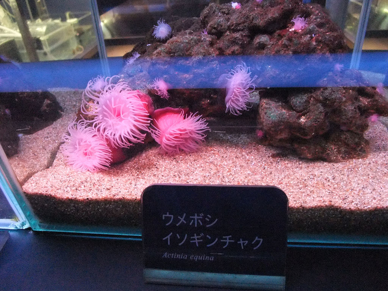 イメージ 5