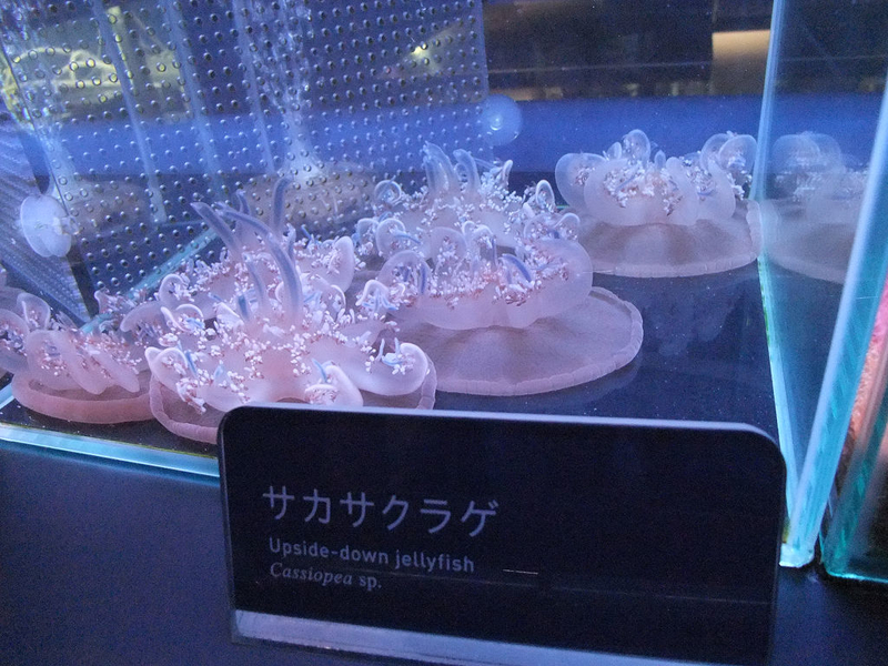 イメージ 6