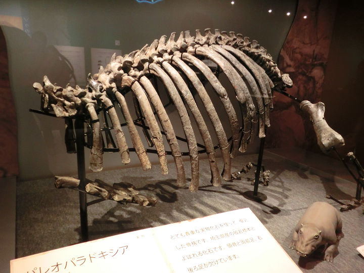 イメージ 24