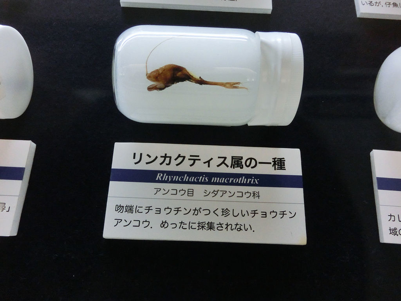 イメージ 17