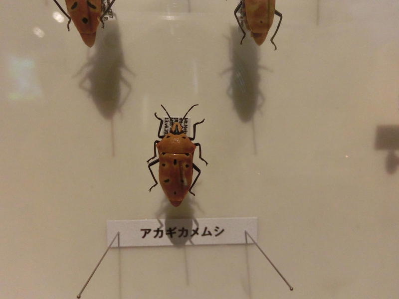 イメージ 13