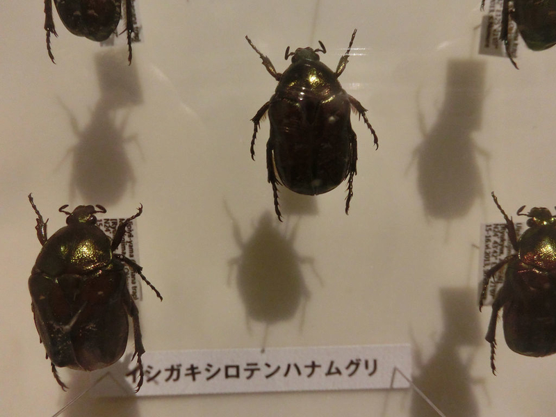 イメージ 15