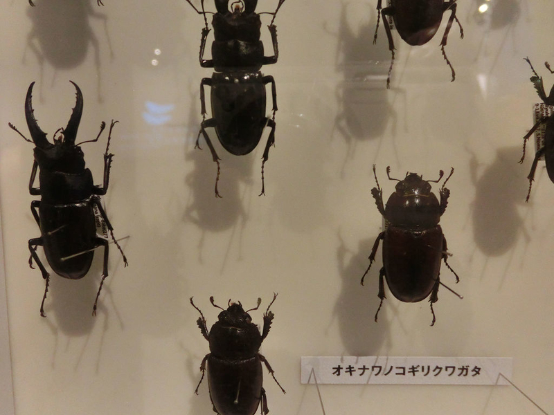 イメージ 16