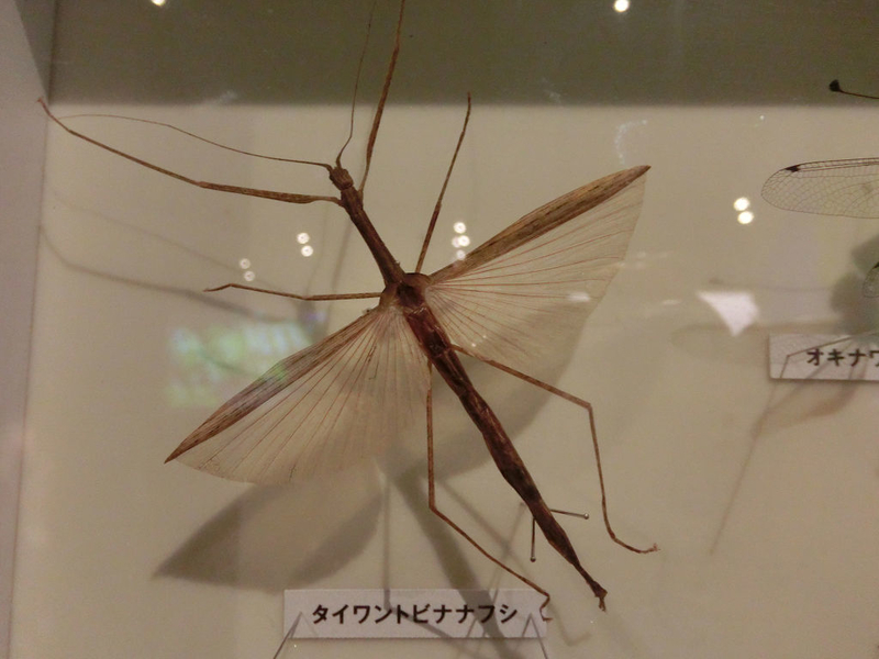 イメージ 17