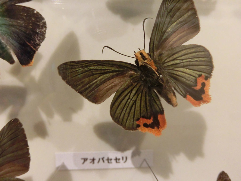 イメージ 19