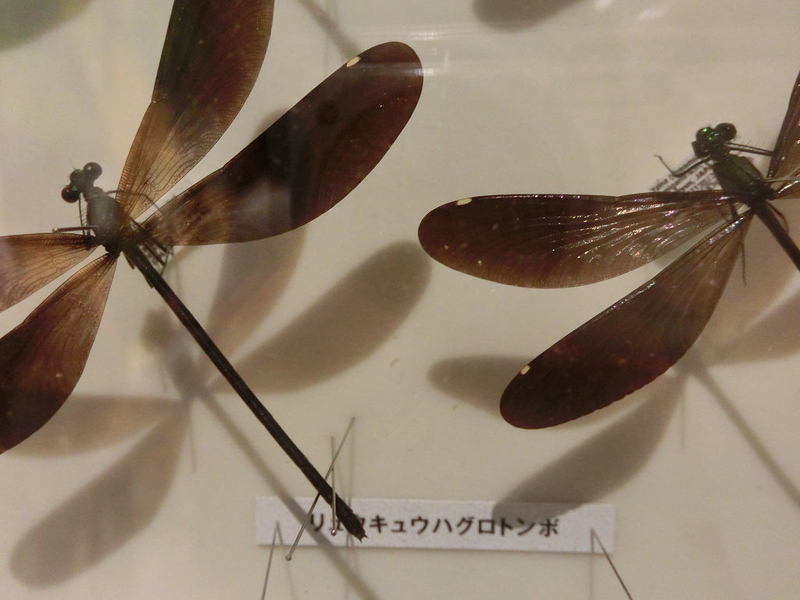 イメージ 21