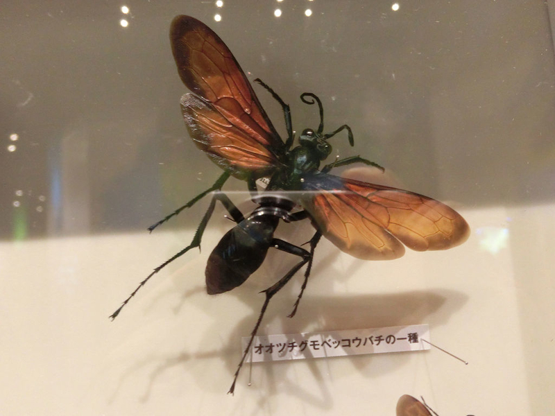 イメージ 30