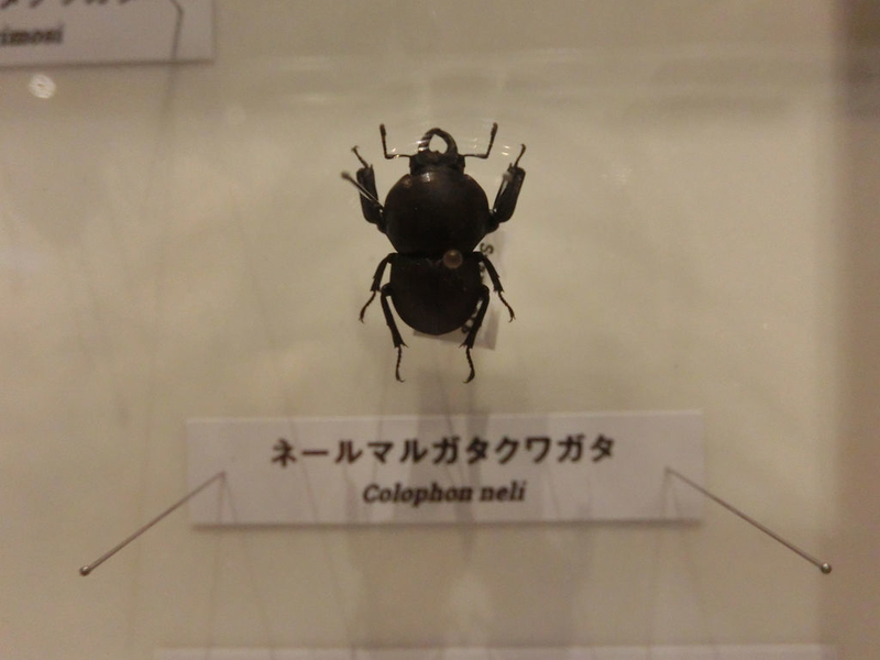 イメージ 37