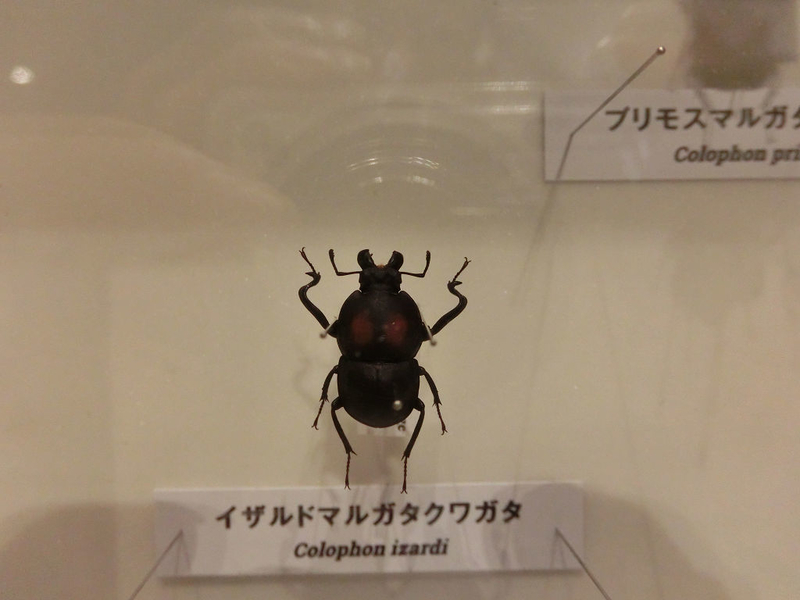 イメージ 38