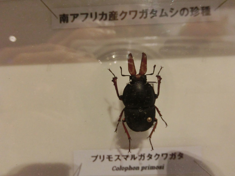イメージ 39