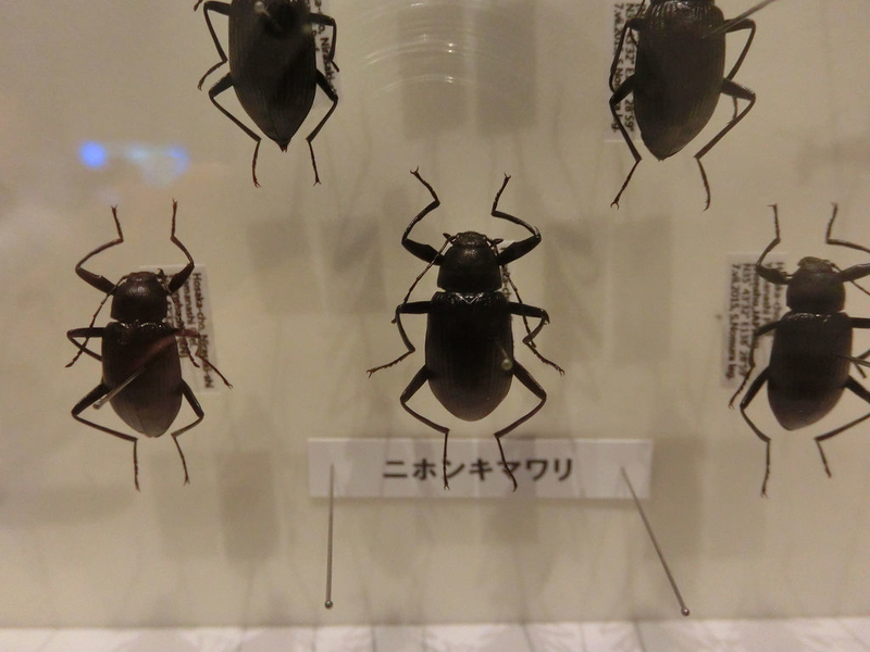 イメージ 6