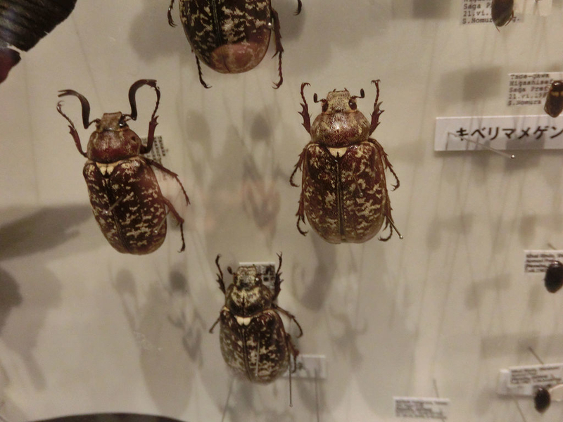 イメージ 7