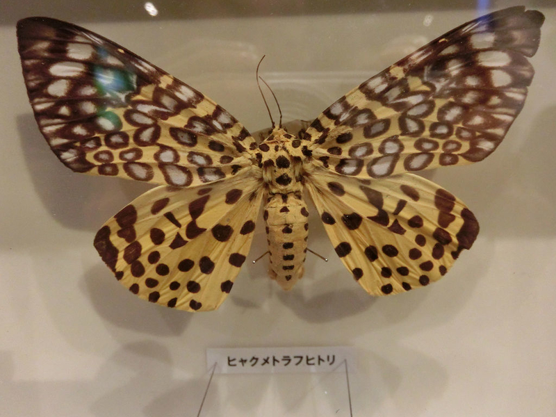 イメージ 23