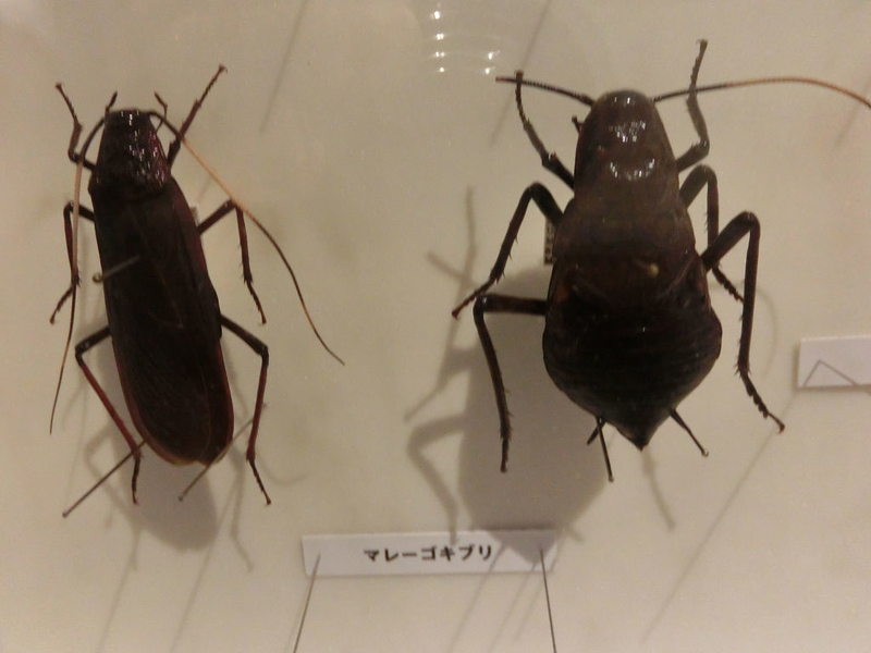 イメージ 35