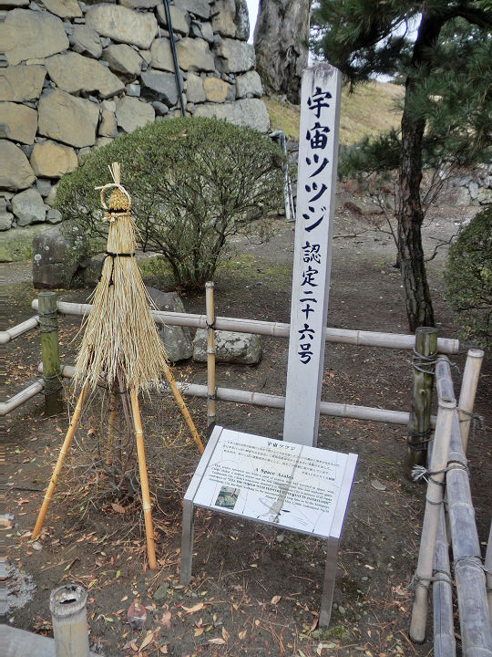 イメージ 6